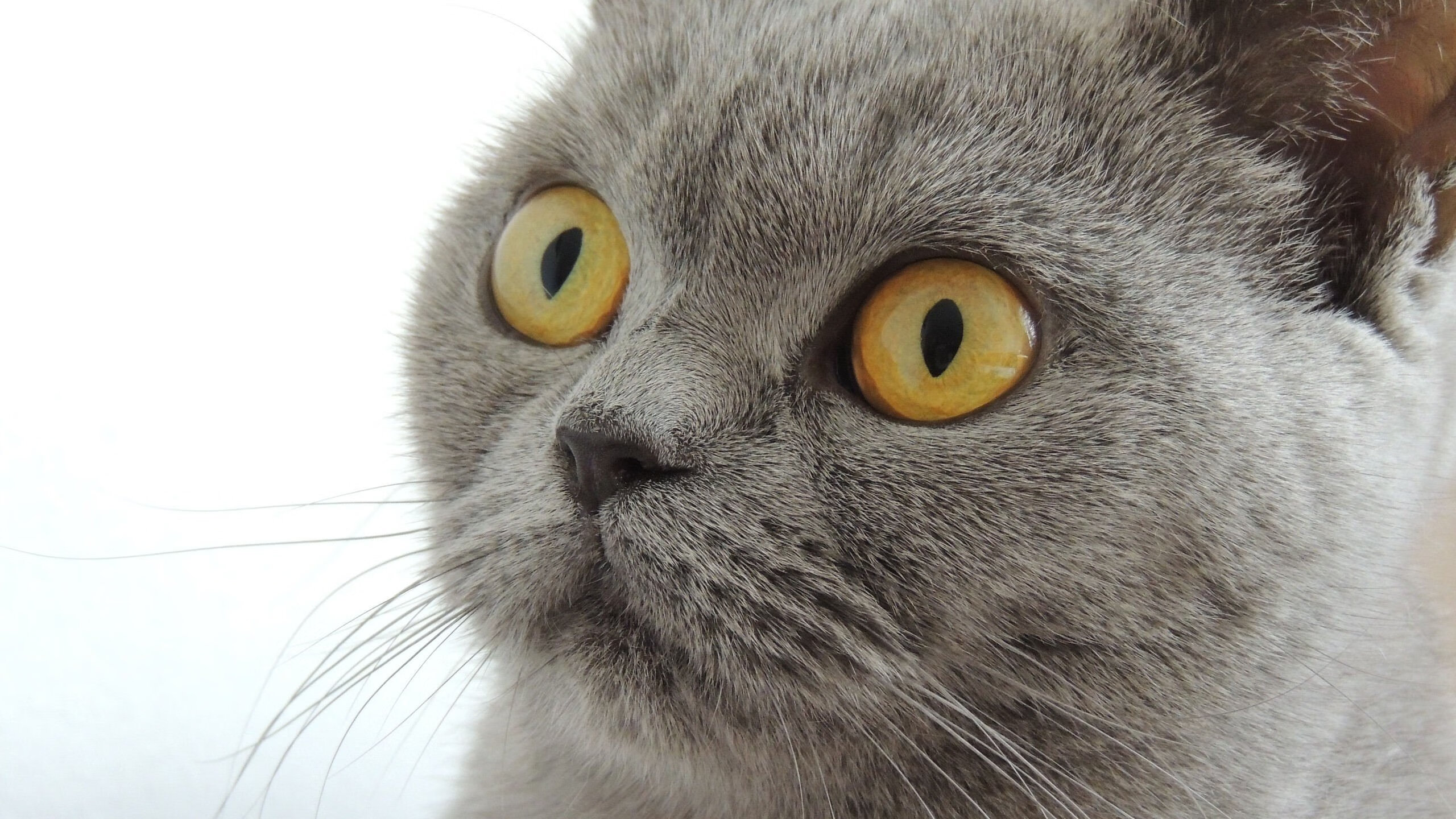 独舞定盘星,孙兴慜如何一手掌控美加墨世界杯之夜