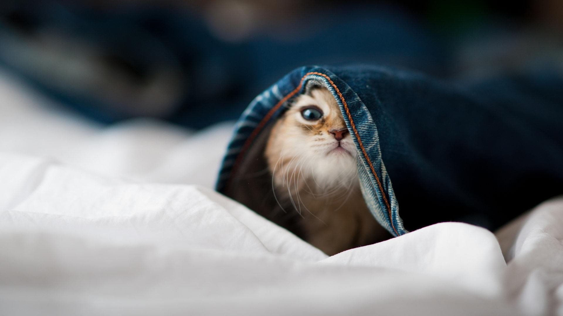 骑士险胜猛龙 哈利伯顿在东决关键战接管比赛