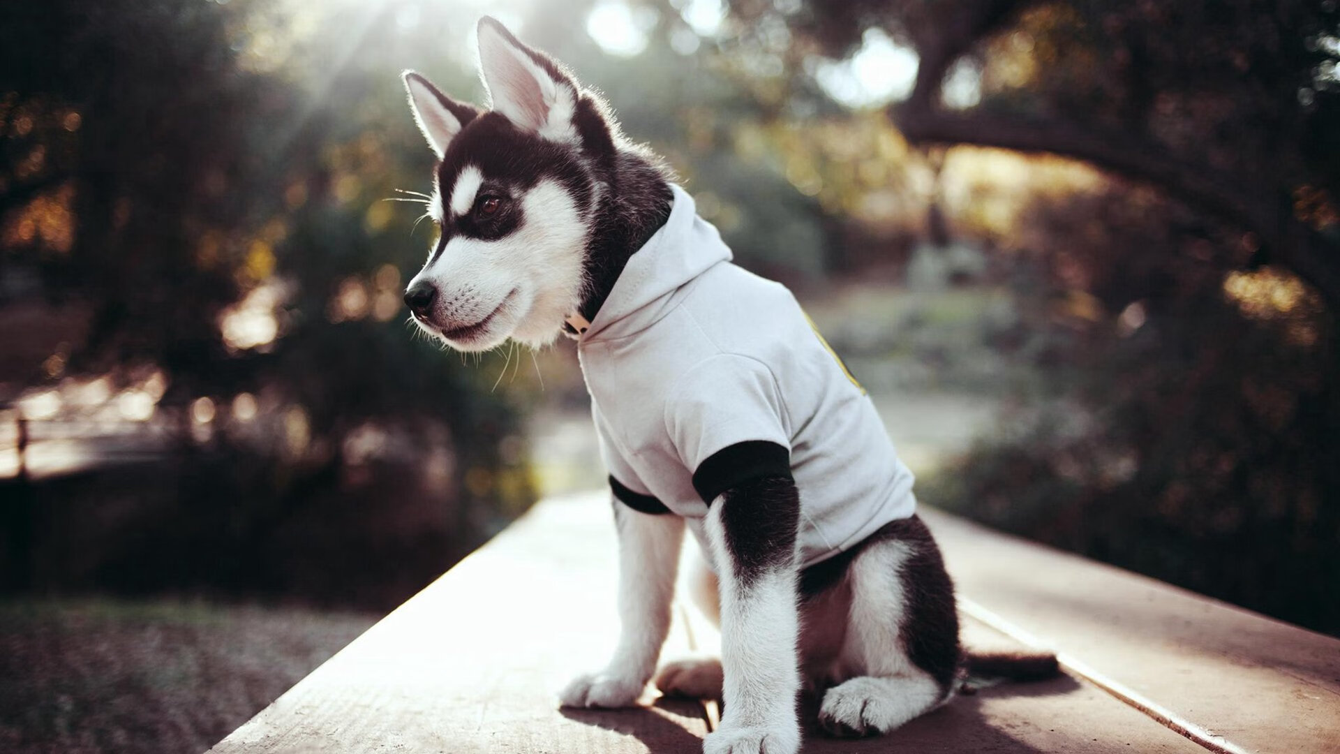 北境寒刀,班凯罗末节狂飙19分,吉林逆袭终结北京连胜神话