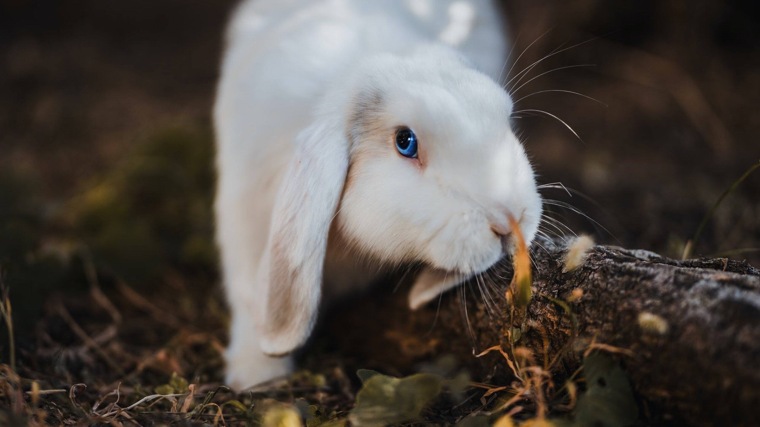 闪电战与巨星闪耀，塞内加尔速胜厄瓜多尔，哈弗茨无争议荣膺全场最佳