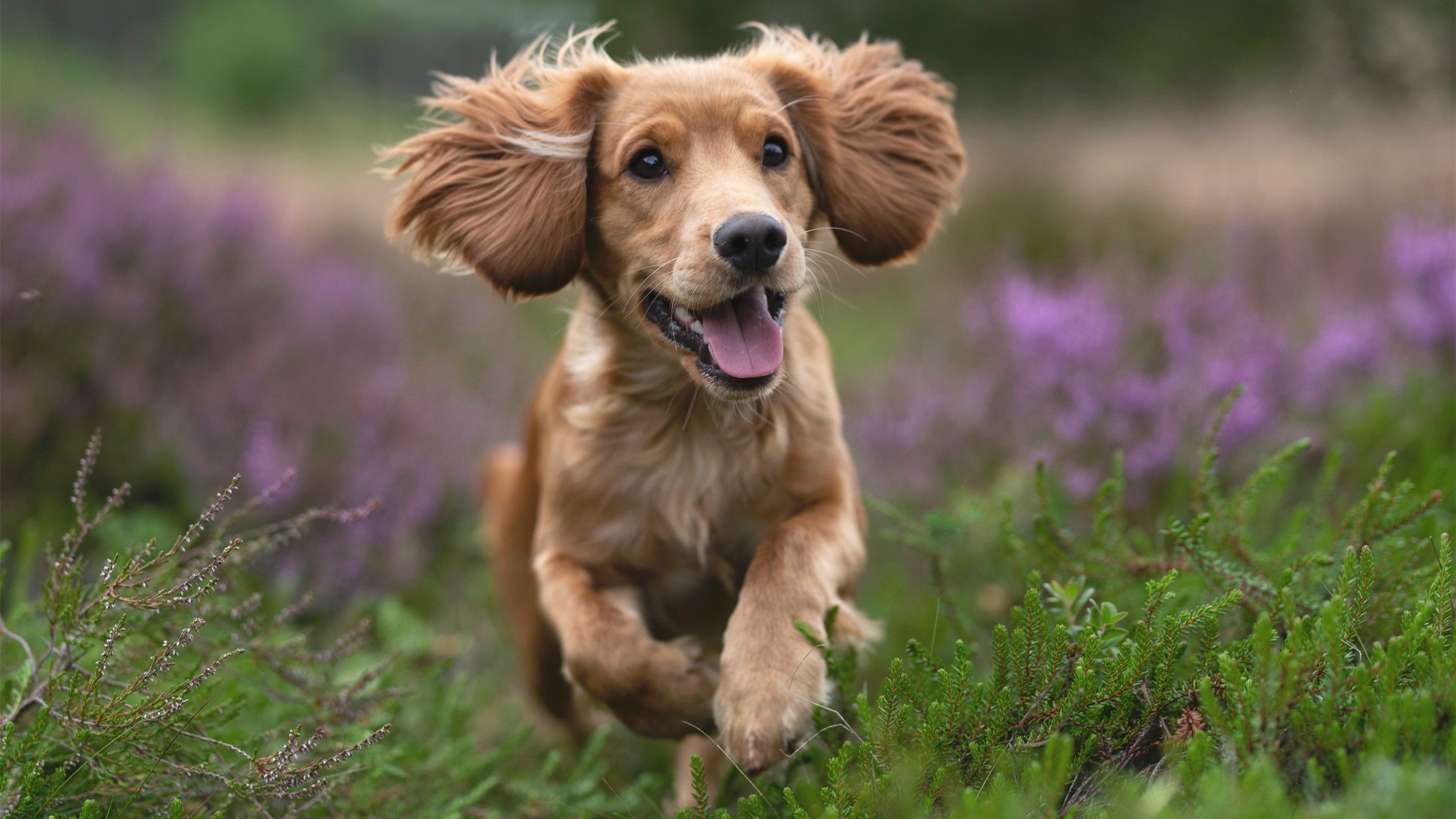 死敌游戏，拉梅洛三记致命三分，击碎波士顿最后的骄傲