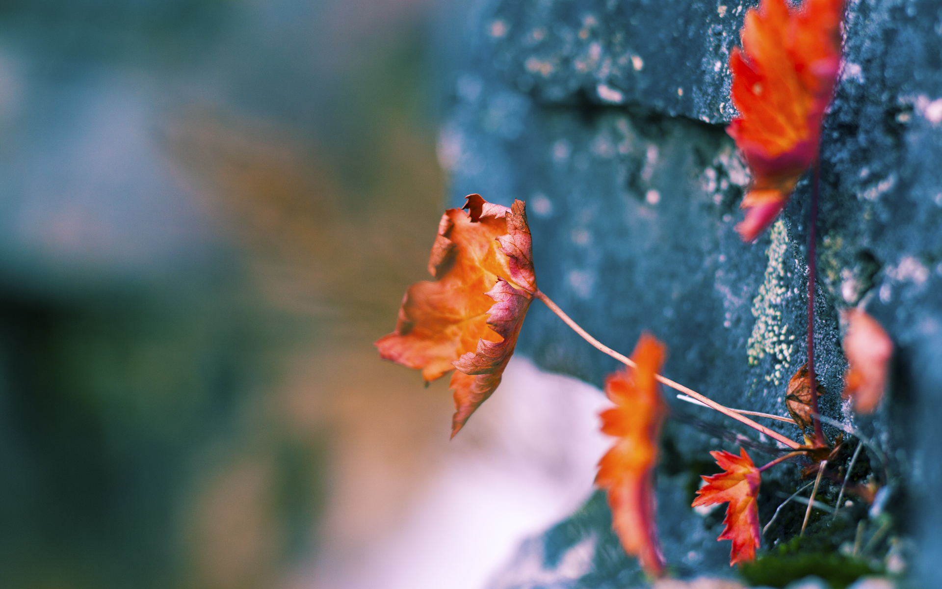 年轻狼群逆袭记,哈利伯顿的冰封时刻与森林狼的成长宣言
