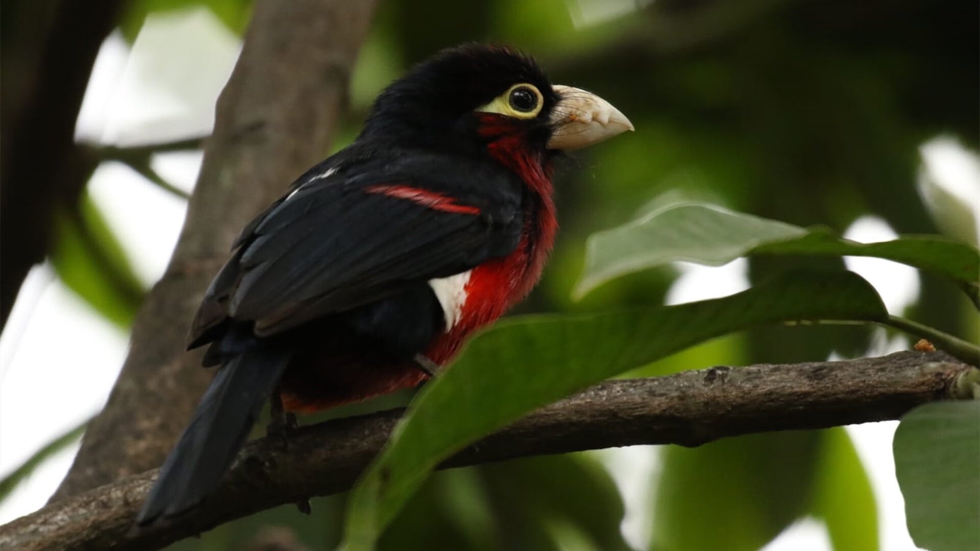 范弗利特狂飙37+11导演逆转好戏 魔术团队攻势击溃辽宁