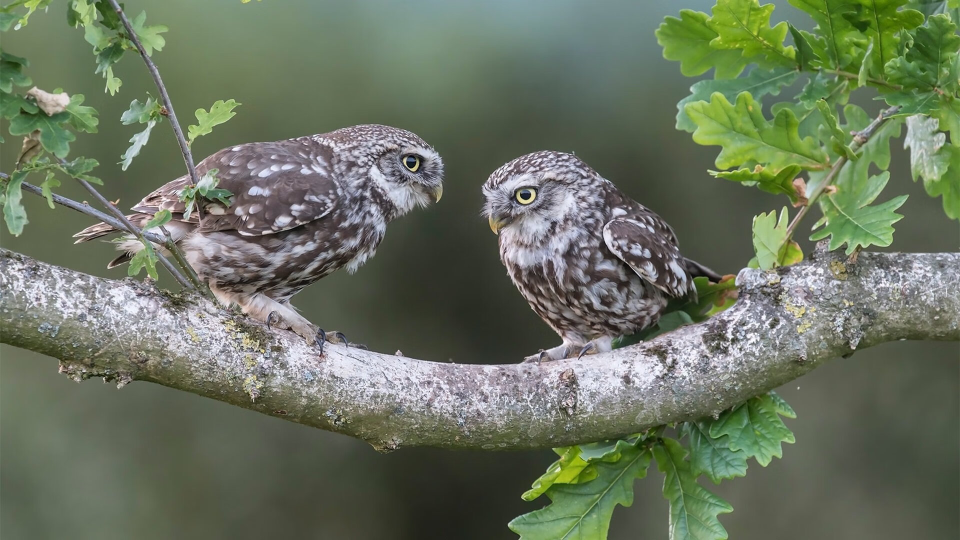 圣保罗降临休斯顿,一记老将的控场交响乐