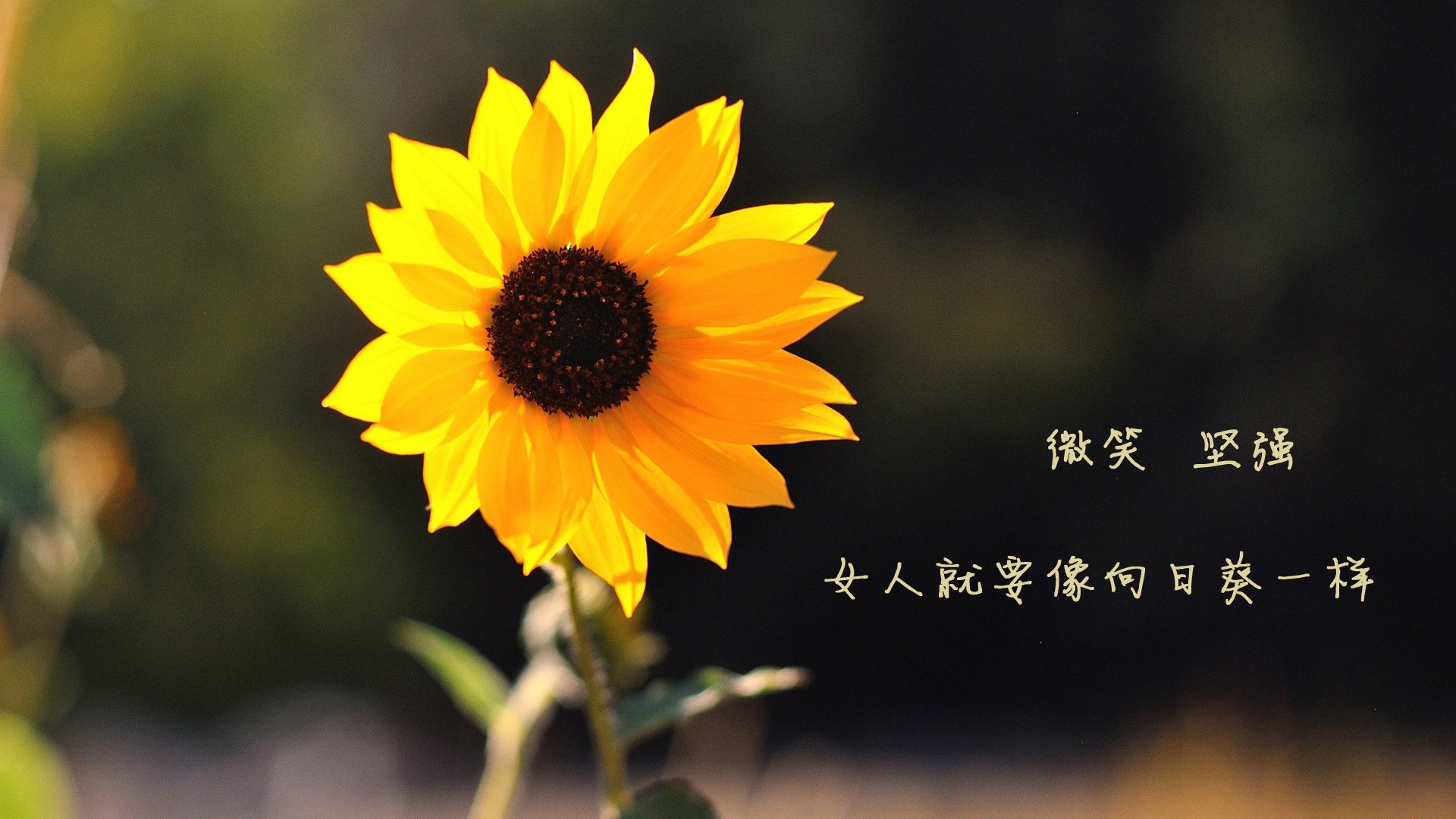 罗德里戈制胜表现引领法国队决胜局战胜贝蒂斯