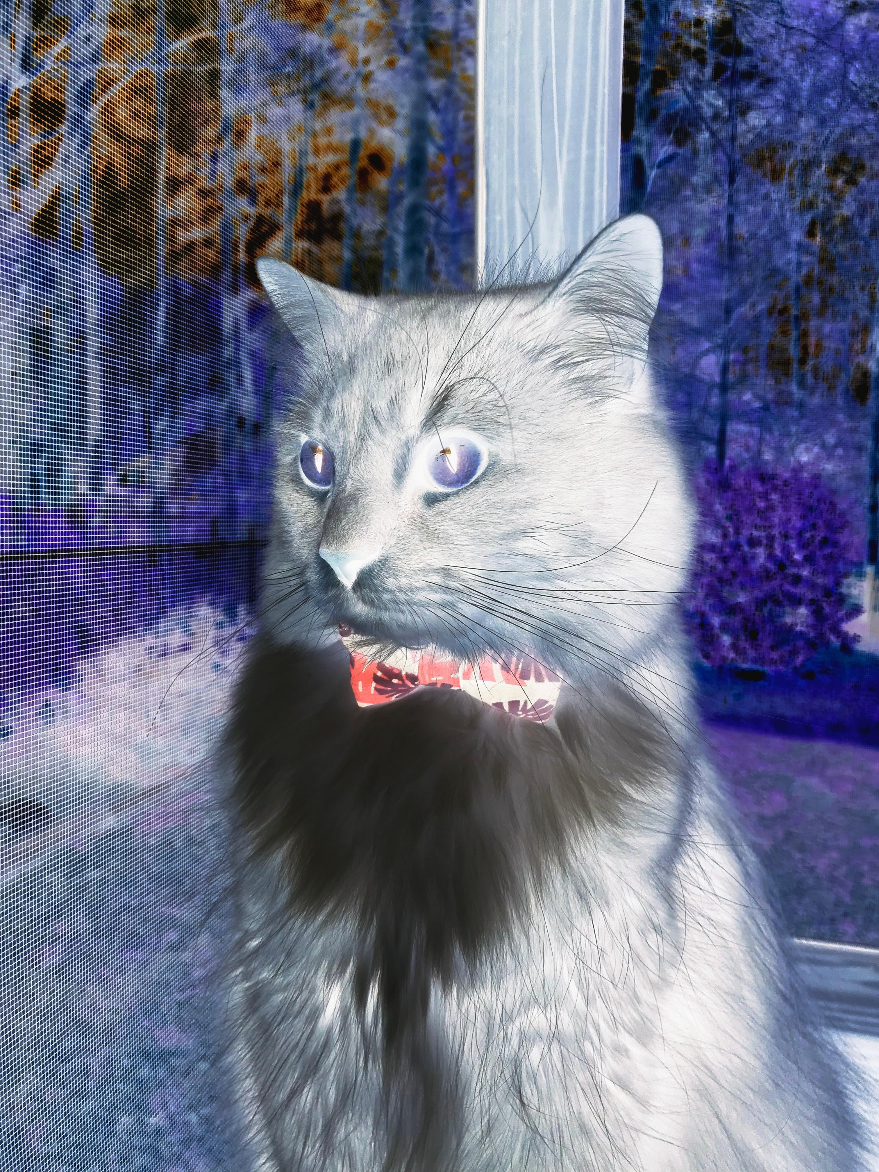 冰封火山口上的火焰，莱万如何用一场比赛重新定义冰岛足球