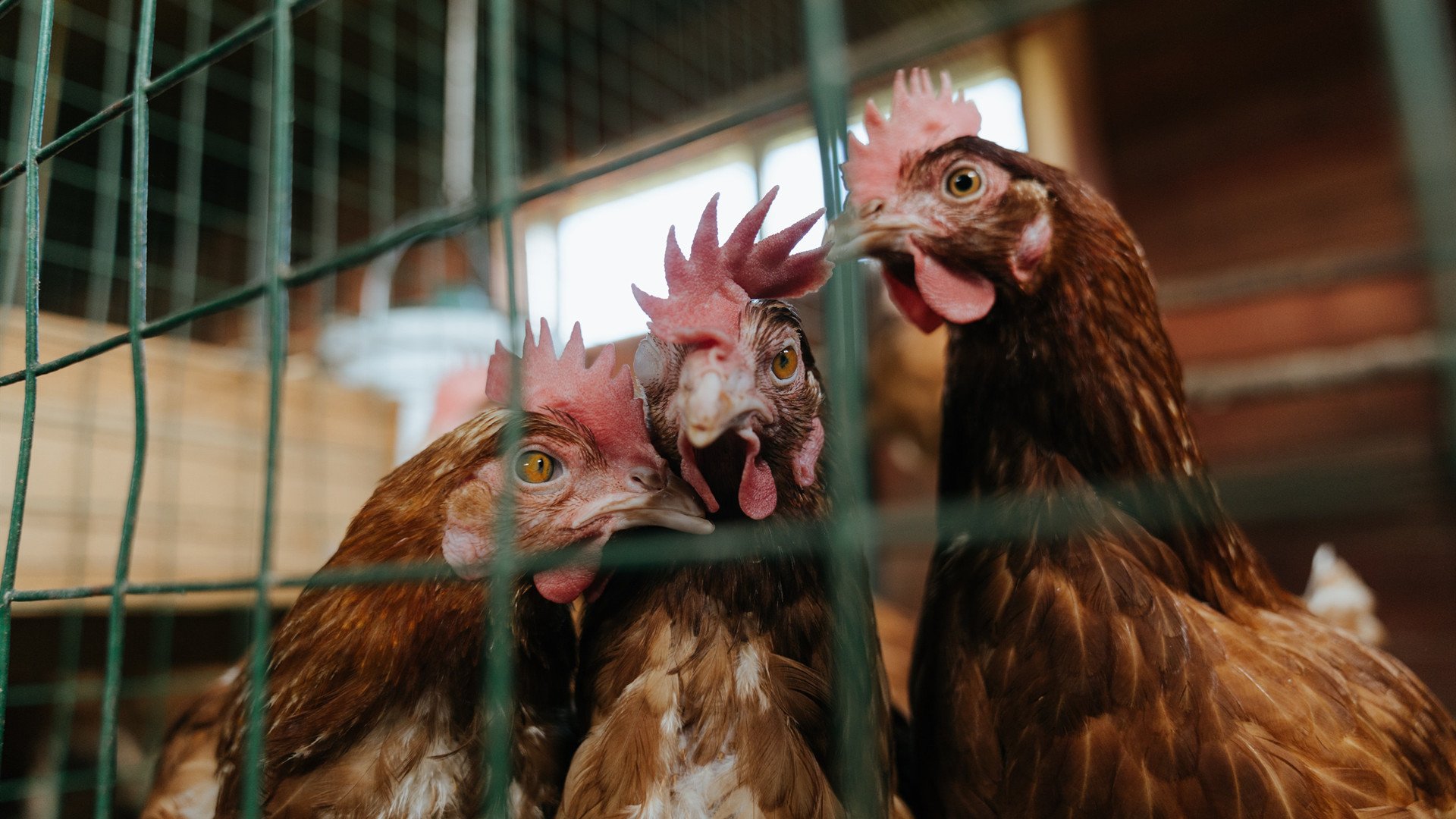 双王记，当拉梅洛的魔法点亮北境，国王的权杖封锁珠江