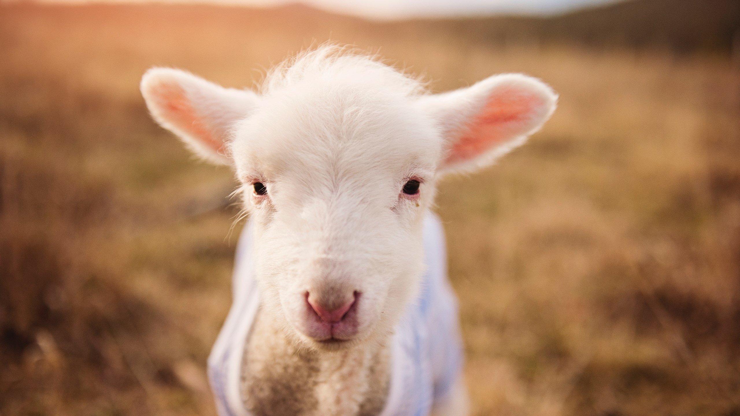 决战时刻，尤文带走瑞士，巴雷拉接管欧冠淘汰赛